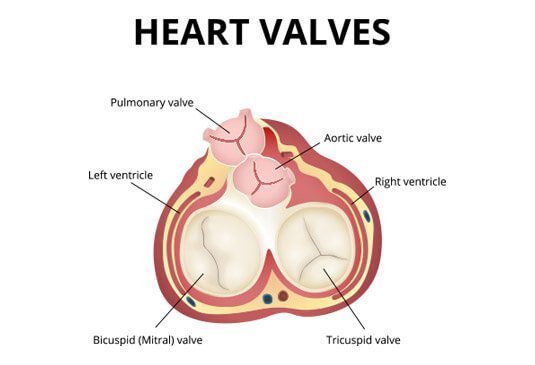 Labeled diagram of heart valves (pulmonary, aortic, bicuspid/mitral, tricuspid) and ventricles for cardiac patient education at Cardiac Care Associates, best cardiac care centre in Bhopal.