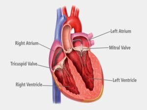 Anatomical diagram showing heart chambers and valves (right/left atrium, right/left ventricle, tricuspid, mitral) at Cardiac Care Associates, best cardiac care centre in Bhopal.